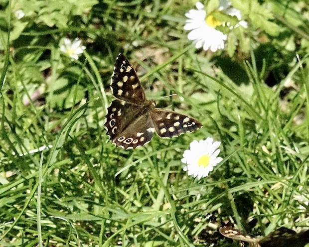 speckled wood